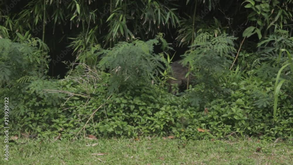 Wild Pig Searching Through Tropical Forest in Hawaii Wild Pig Searching Through Tropical Forest in Hawaii