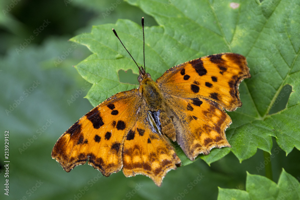 Beautiful butterfly on a green leaves. Macro shot.