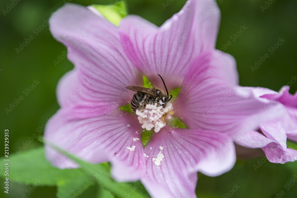 A wasp gathers nectar on a pink flower.