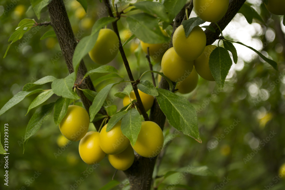 Yellow plums on the tree in the garden. Close up.