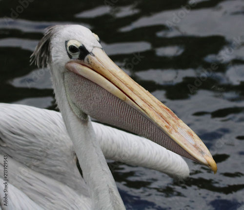 A Pelican 