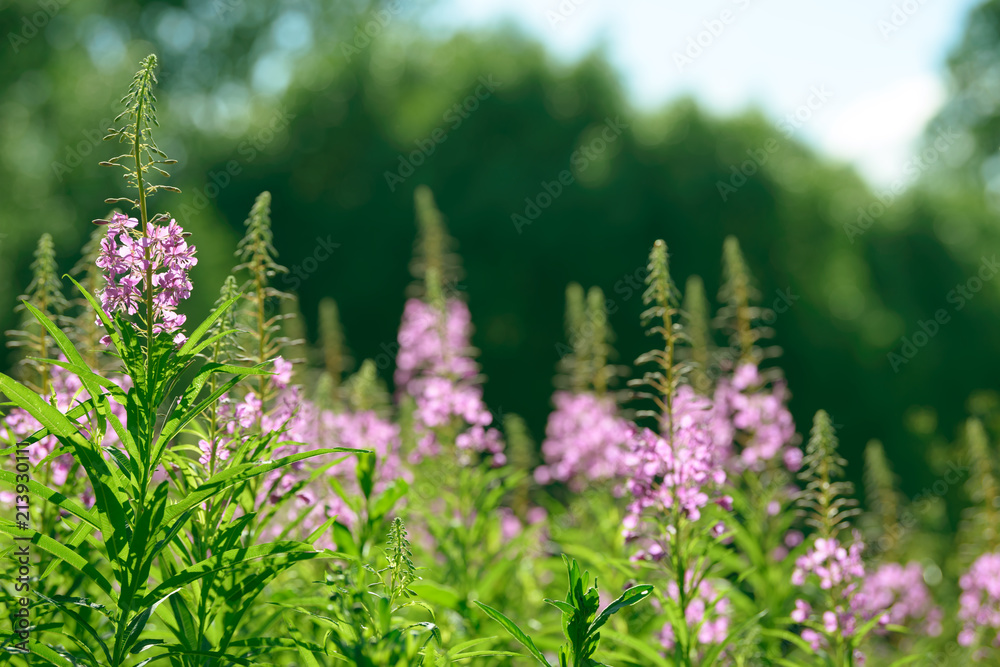 Pink flowers of fireweed (Epilobium or Chamerion angustifolium) in bloom ivan tea. Flowering willow-herb or blooming sally Pink flowers of fireweed (Epilobium or Chamerion angustifolium) in bloom ivan tea. Flowering willow-herb or blooming sally