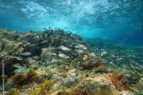 A shoal of fish (Sarpa salpa) underwater with wave breaking on rock in background, Mediterranean sea, La Isleta del Moro, Cabo de Gata-Níjar natural park, Almeria, Andalusia, Spain