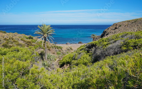 Secluded cove with palm tree in the Cabo de Gata-Níjar natural park, Cala de los toros near La Isleta del Moro, Mediterranean sea, Almeria, Andalusia, Spain