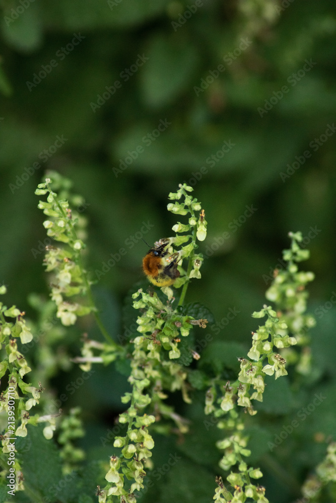 avispa posada en las flores para polinizar avispa posada en las flores para polinizar