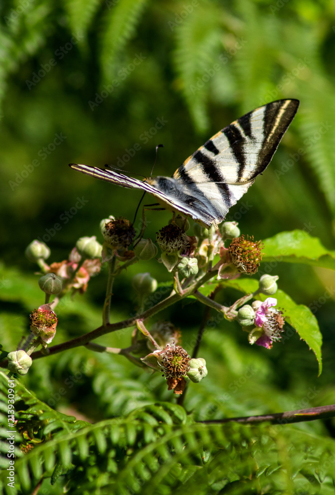 mariposa posada en la vegetación de la montaña mariposa posada en la vegetación de la montaña