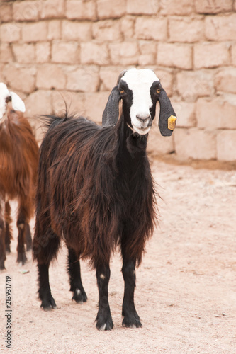 Nubian Folded Goat. a brown Nubian goat with a white head and a yellow chip on a dark ear in a farmyard yard on a sunny day. Breeding useful pets for milk and dairy products