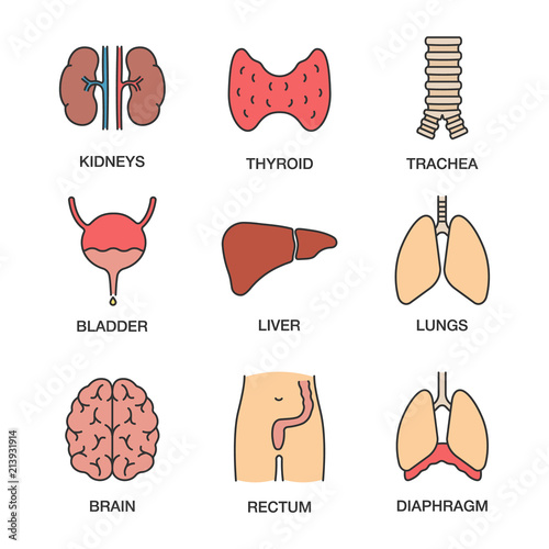 Human internal organs color icons set