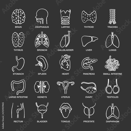 Internal organs chalk icons set