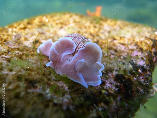 Bubble Snail Rose Petal-Hydatina physis in Sydney, Australia photo