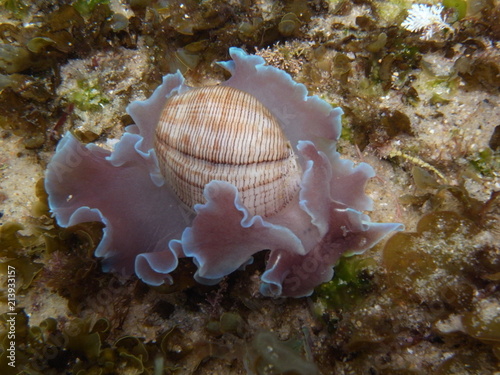 Bubble Snail Rose Petal-Hydatina physis in Sydney, Australia