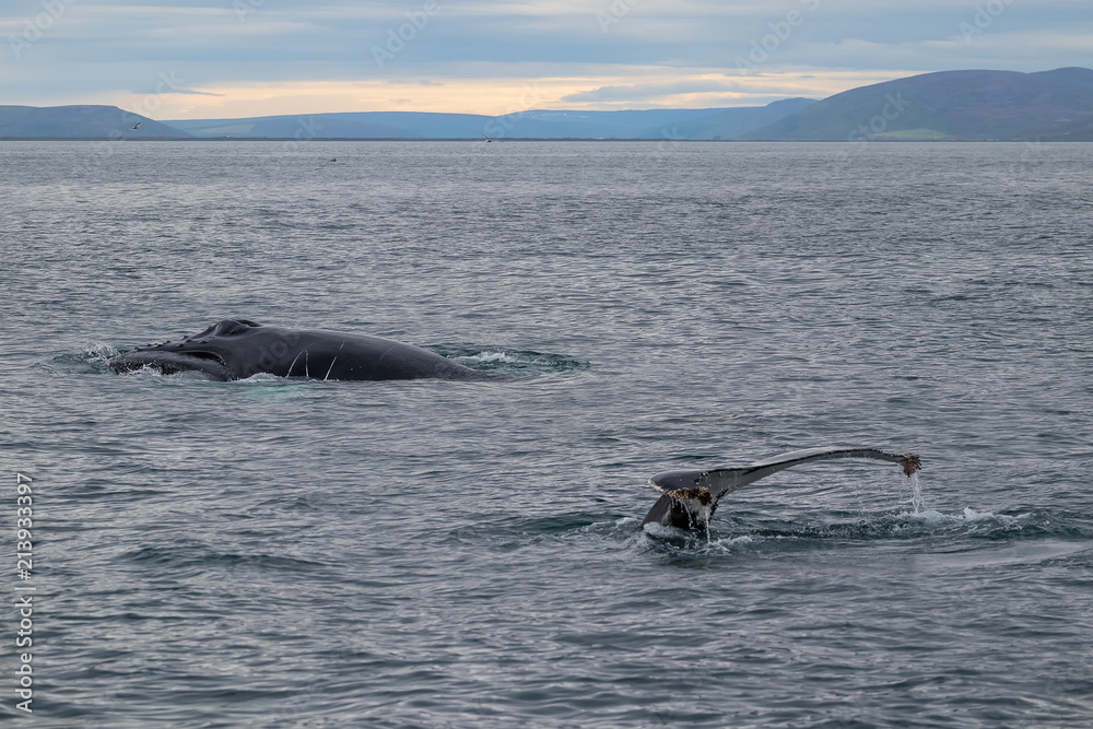 Obraz premium Whale Watching - Walbeobachtung