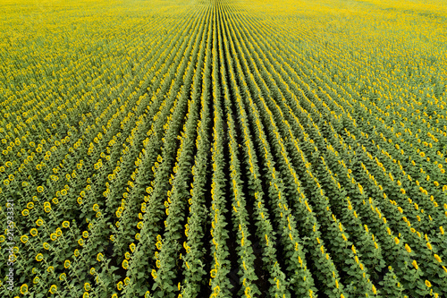 Scenic sunflower field. Aerial view.