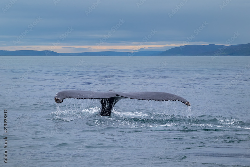 Obraz premium Whale Watching - Walbeobachtung