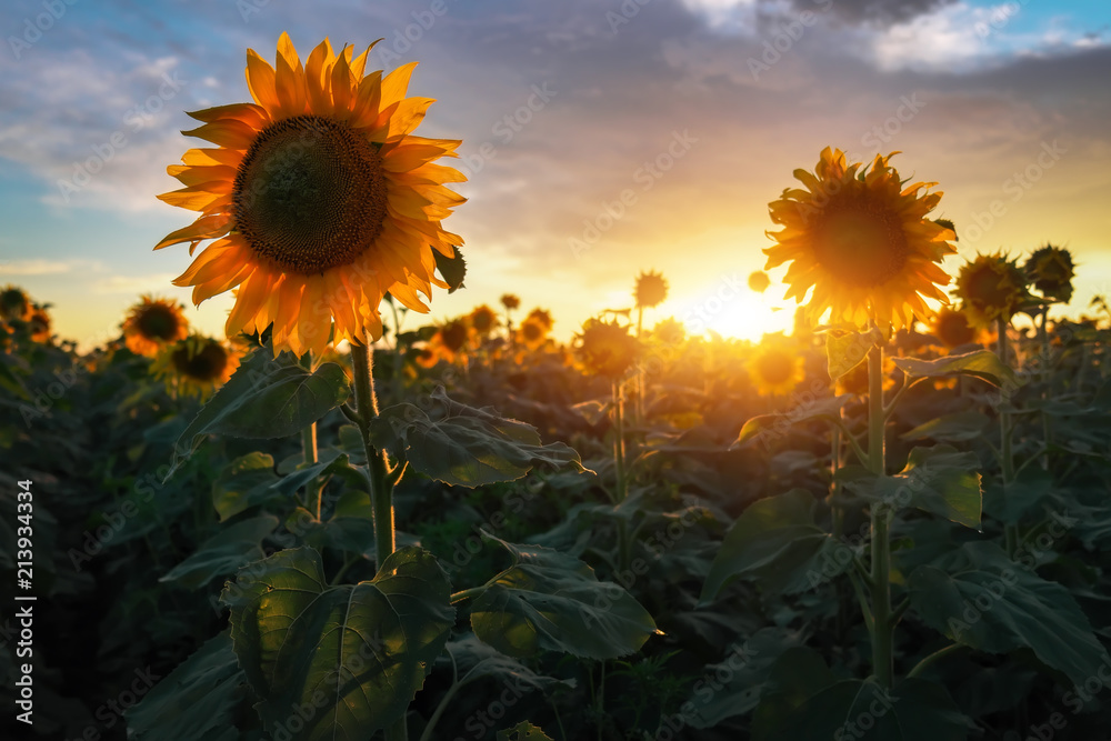 Naklejka premium Summer landscape: beauty sunset over sunflowers field