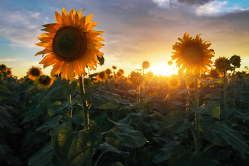 Wandcirkels Zonnebloem Zomerlandschap met zonsondergang boven zonnebloemen  © es0lex