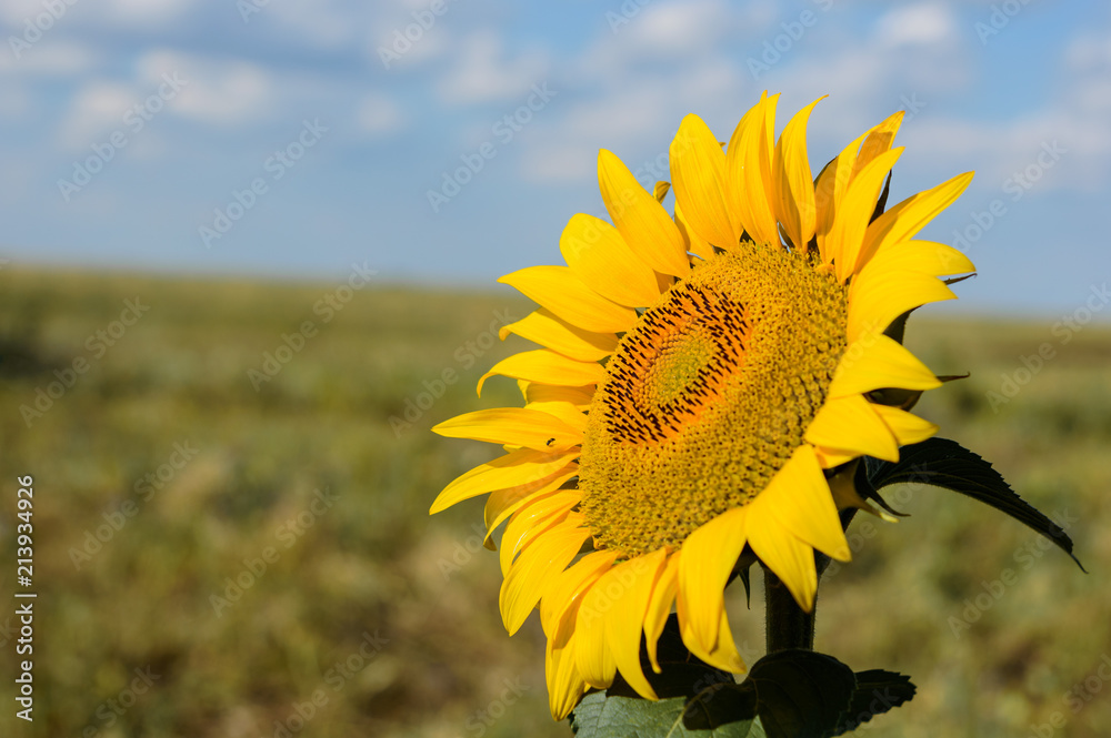 Fototapeta premium lonely sunflower