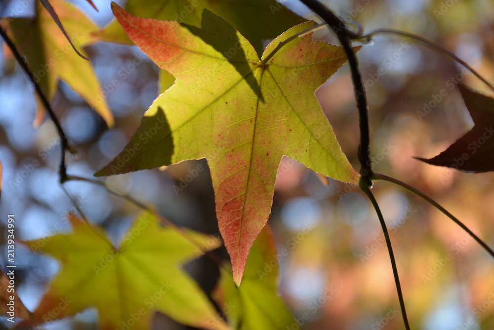 autunno 001 autunno 001