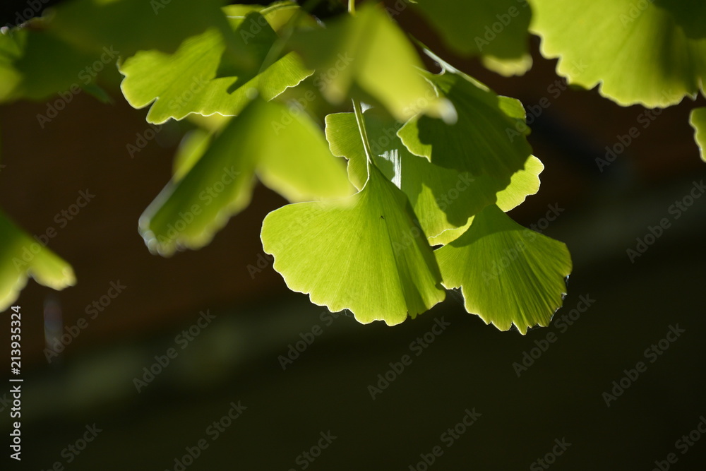 Fototapeta premium ginco 4