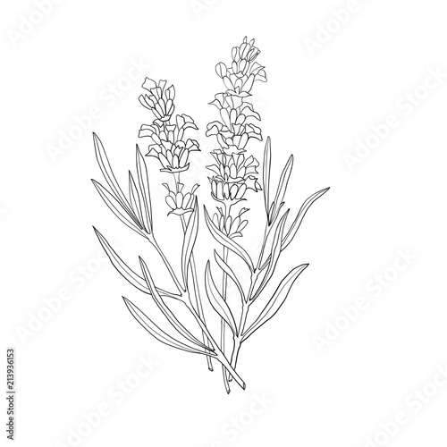Hand drawn botanical illustration of lavender. Vintage collection of medical herbs and plants. Vector hand-drawn sketch for cosmetics, labels, packages and textiles.