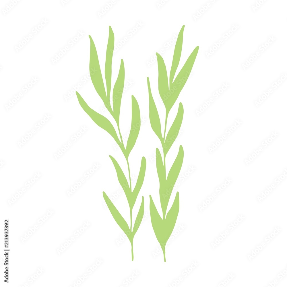 Fototapeta premium algae green isolated silhouette. marine plant. on a white background.