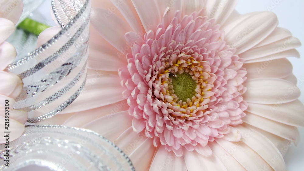 Fototapeta premium Gerbera flower