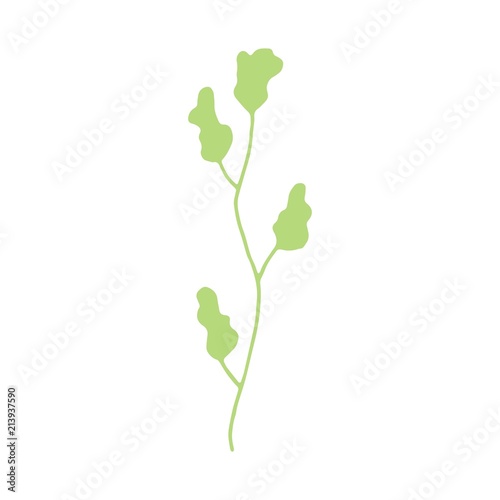 algae leaves isolated hand drawing. on white background vector sea plant