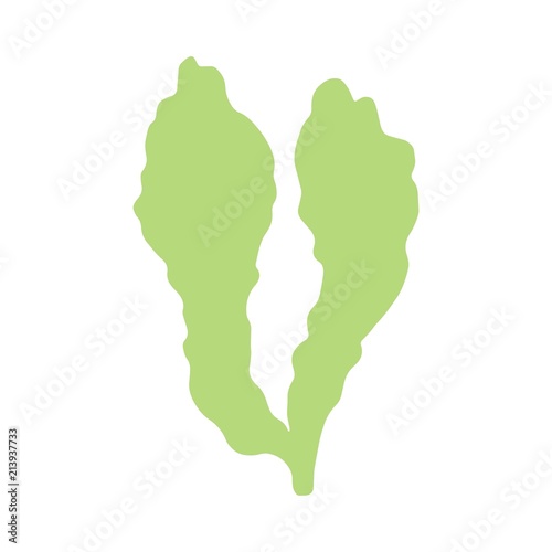 seaweed is isolated hand-made picture. on white background vector sea plant.