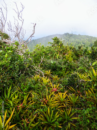 A view of the Atlantic forest on a foggy day at the top of Morro dos Ingleses - Florianopolis, Brazil photo