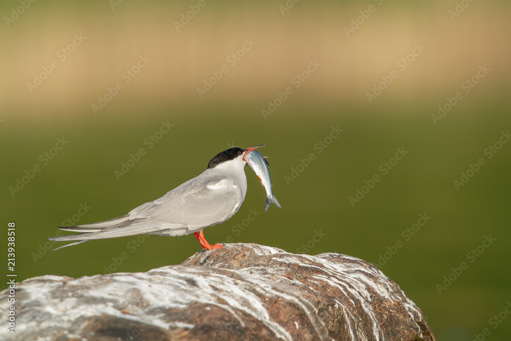 The Common Tern (Sterna hirundo) perching on a rock with a fish in the orange-red bill The Common Tern (Sterna hirundo) perching on a rock with a fish in the orange-red bill