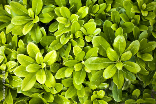 Top view of green leaves of Pittosporum tobira. Nature background © Olga