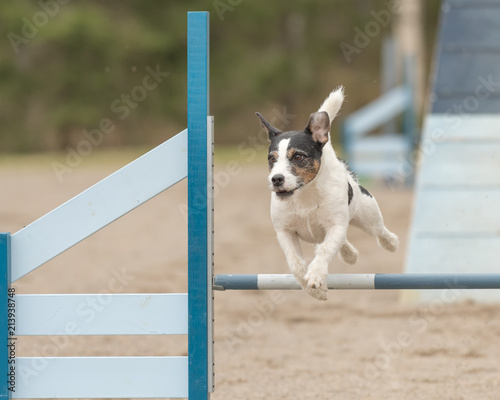 Jack Russell Terrier jumps over an agility hurdle in agility competition