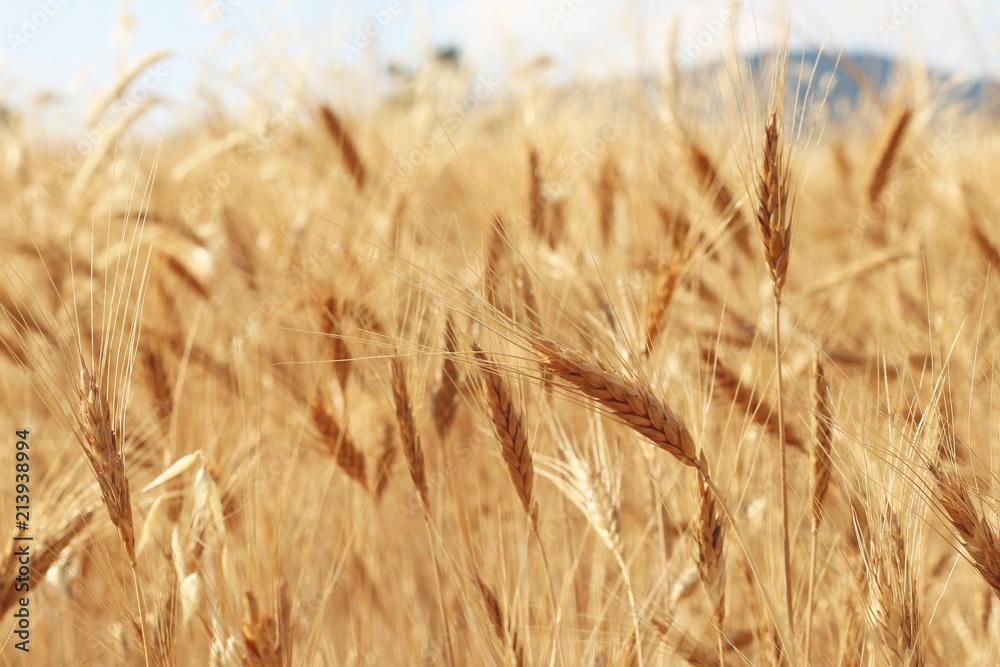Fototapeta premium Field of wheat