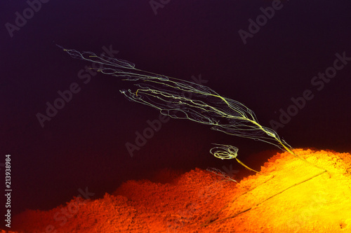 Spain, Andalusia, water of the Rio Tinto, colored by dissolved minerals, primarily iron