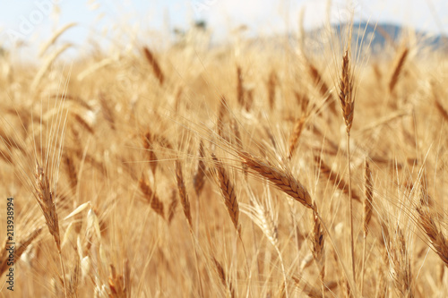 Field of wheat