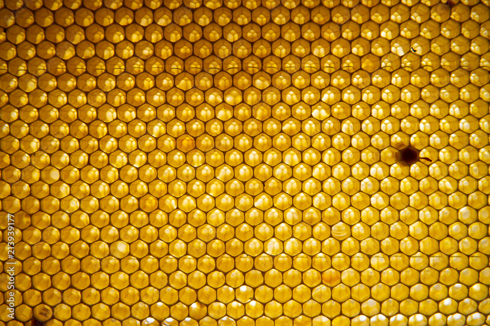 Honey comb. fragment of honeycomb, Abstract background. Honey comb. fragment of honeycomb, Abstract background.