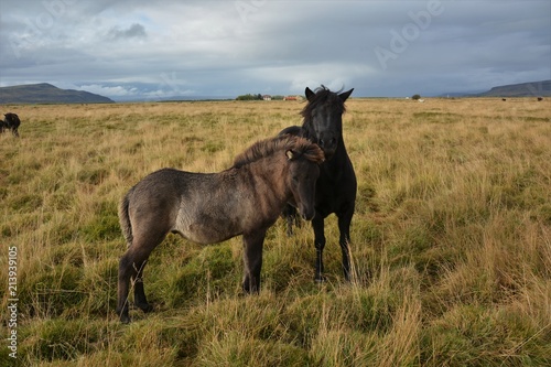 Icelandic Horses on Route 1