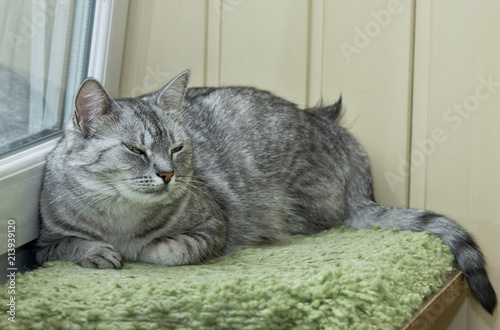 Big grey sleepy cat relaxing in the balcony on green carpet. Portrait of angry cat close up
