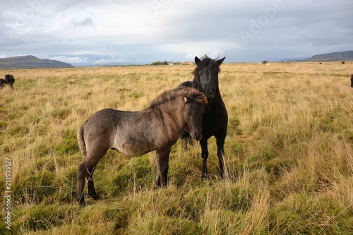 Icelandic Horses on Route 1 © BAHADIRARAL