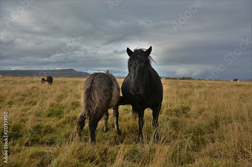 Icelandic Horses on Route 1