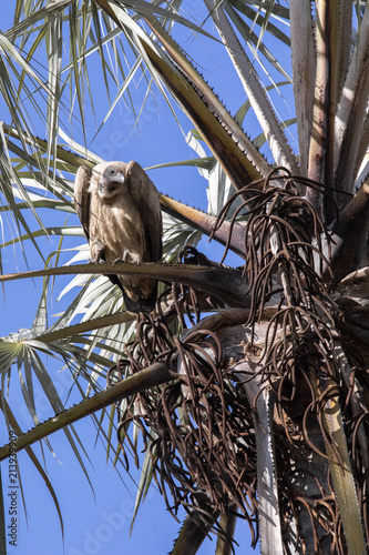 White-backed vulture Gyps africanus, palm tree in Makgadikgadi National Park, Botswana