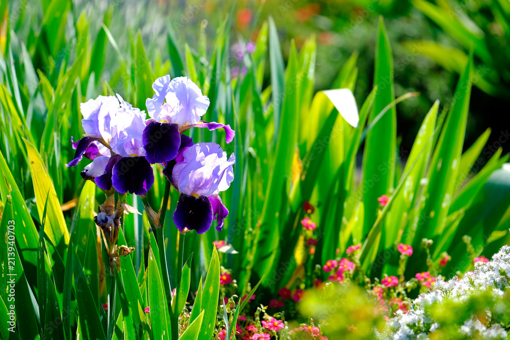 iris and lavender Stock-Foto | Adobe Stock