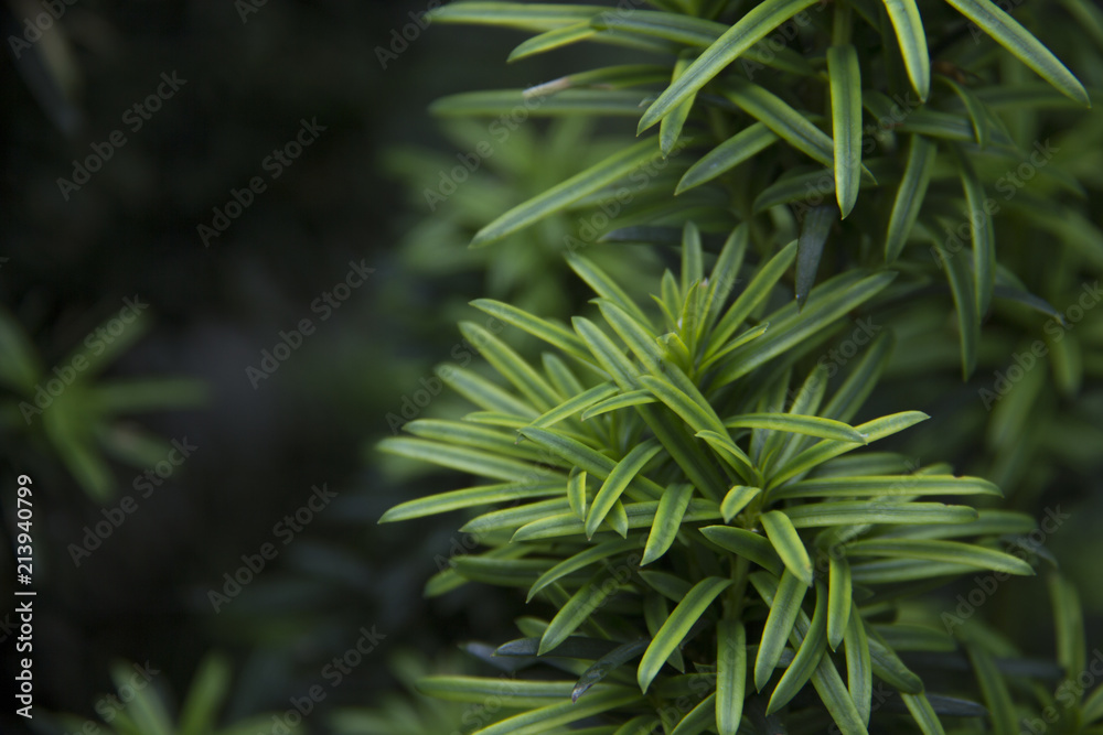 Juniperus conferta `Blue Pacific` Juniperus conferta `Blue Pacific`