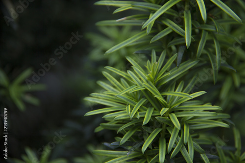 Juniperus conferta `Blue Pacific`