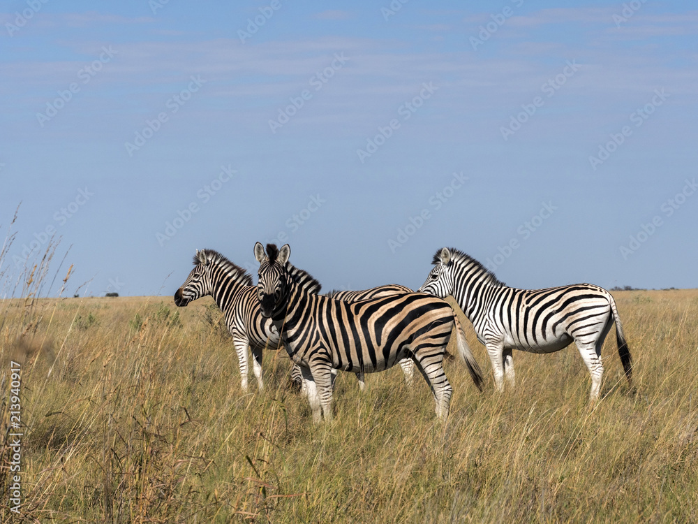 Damara zebra herd, Equus burchelli antiquorum, in tall grass in Makgadikgadi National Park, Botswana Damara zebra herd, Equus burchelli antiquorum, in tall grass in Makgadikgadi National Park, Botswana