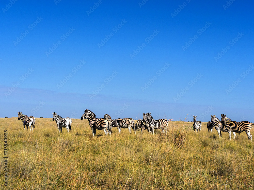 Obraz premium Damara zebra herd, Equus burchelli antiquorum, in tall grass in Makgadikgadi National Park, Botswana