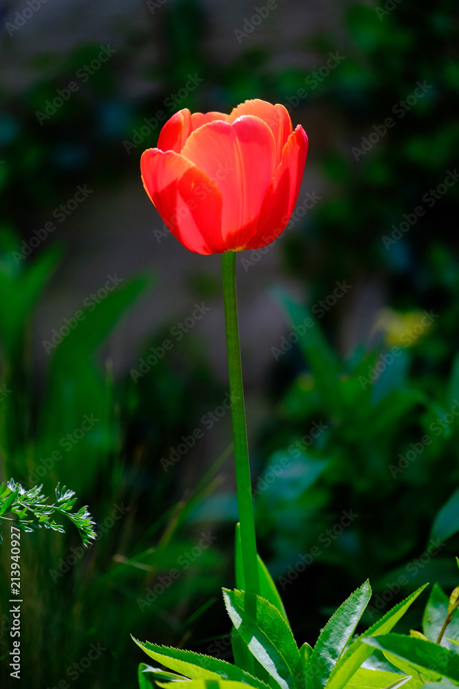red tulip red tulip