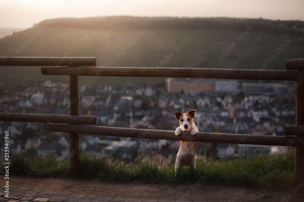small dog is standing by the fence at sunset. Pet on the nature. Little Jack Russell Terrier