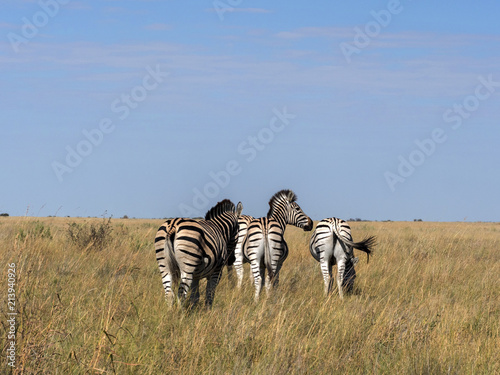 Damara zebra herd  Equus burchelli antiquorum  in tall grass in Makgadikgadi National Park  Botswana