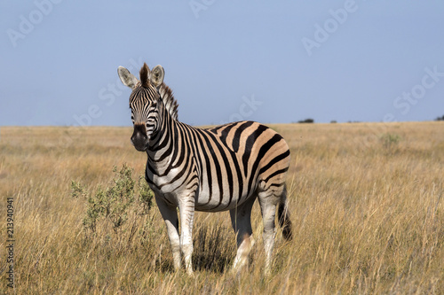 Stallion Damara zebra, Equus burchelli antiquorum, in high grass in Makgadikgadi National Park, Botswana